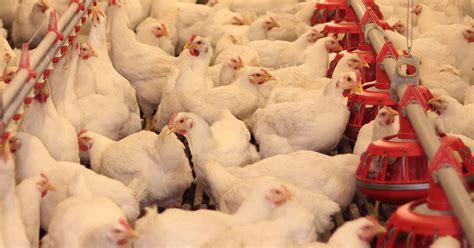 Can Factory Farms Be Animal Cruelty Free